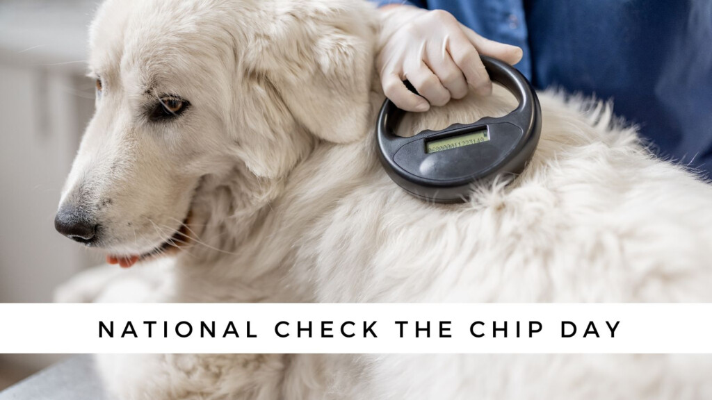 National Check The Chip Day What You Need To Do 