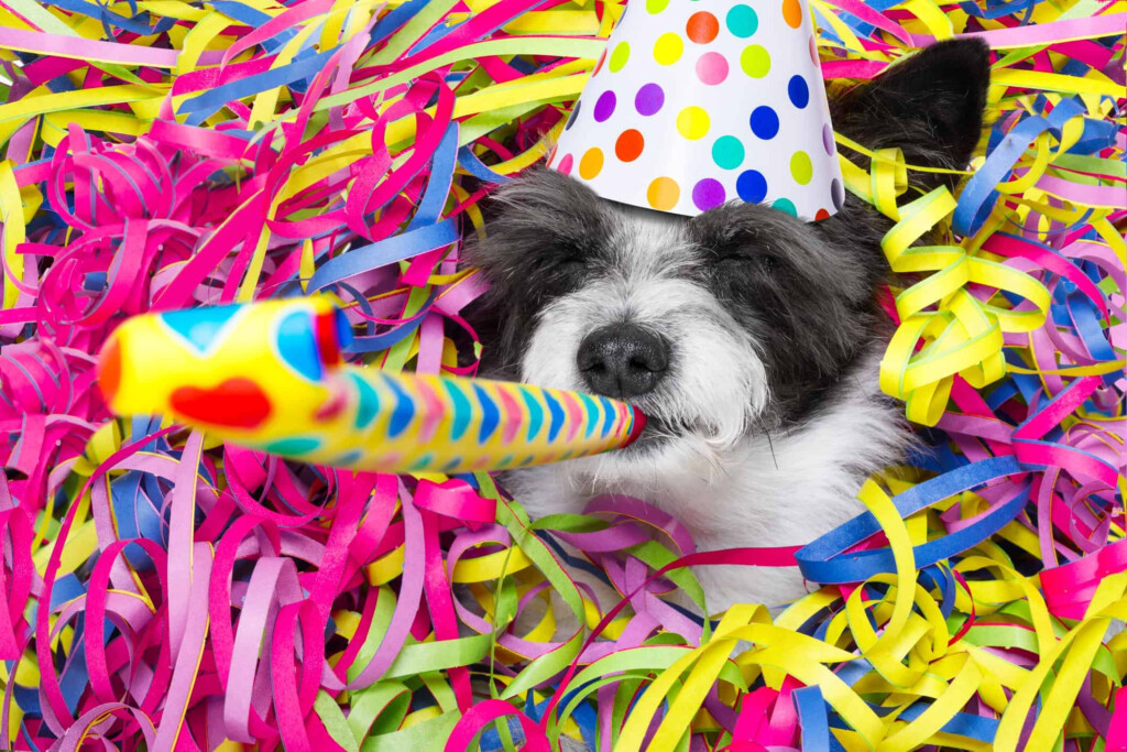 National Love Your Pet Day 2020 National Awareness Days Events 