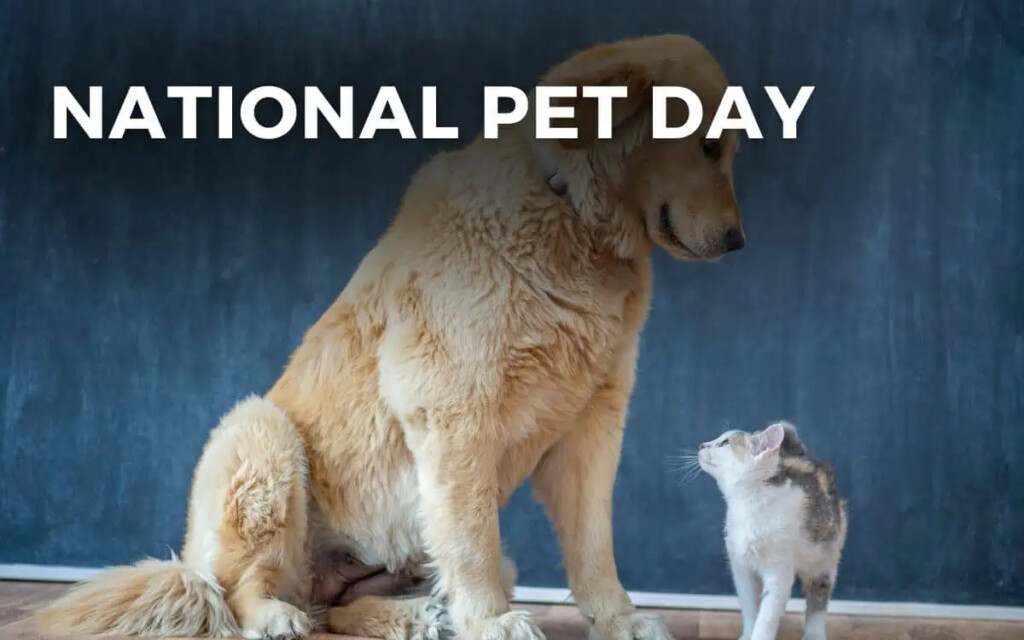 NATIONAL PET DAY April 11 2024 Angie Gensler