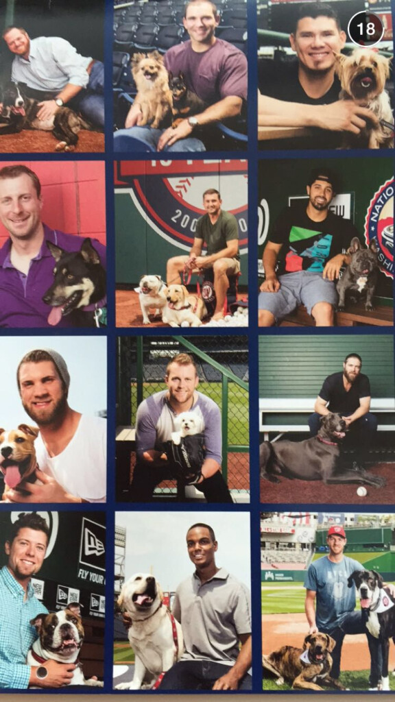 Nationals Pet Calendar WashNats Washington Nationals Nats Baseball 