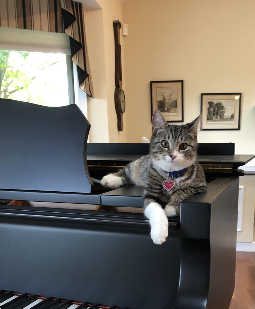Pet Calendar Contest 2025 Winners Odele Helaina