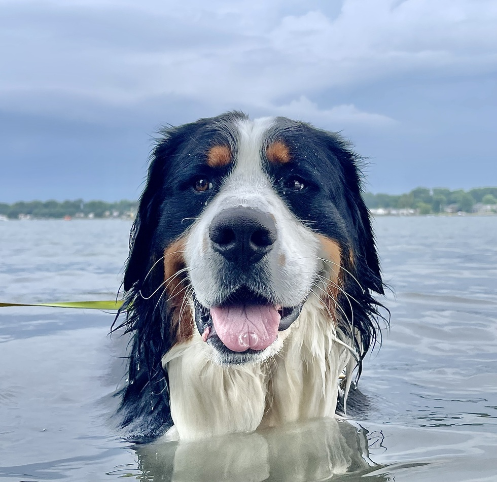 Pet Calendar Contest 2025 Winners Pictures Denny Jenelle