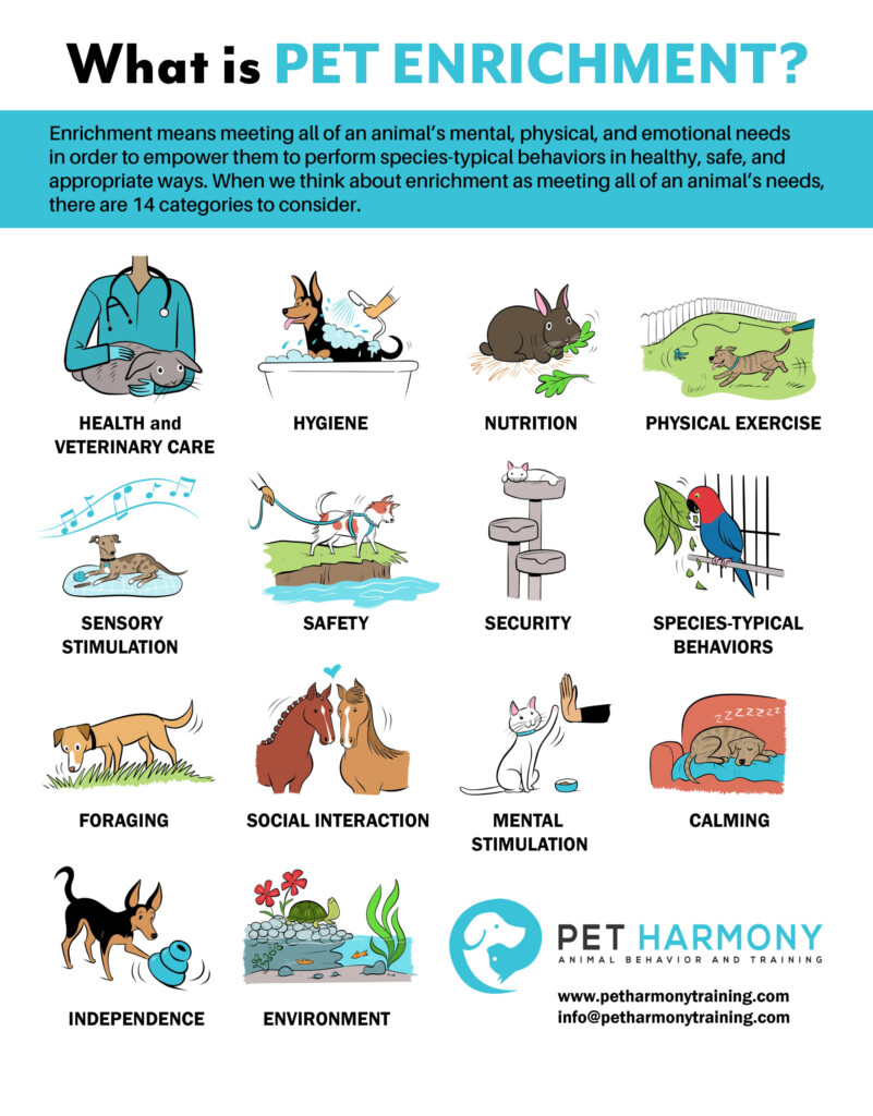 Pet Enrichment Poster English Pet Harmony