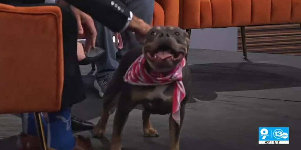 Pet Etiquette With The Pet Bull Project