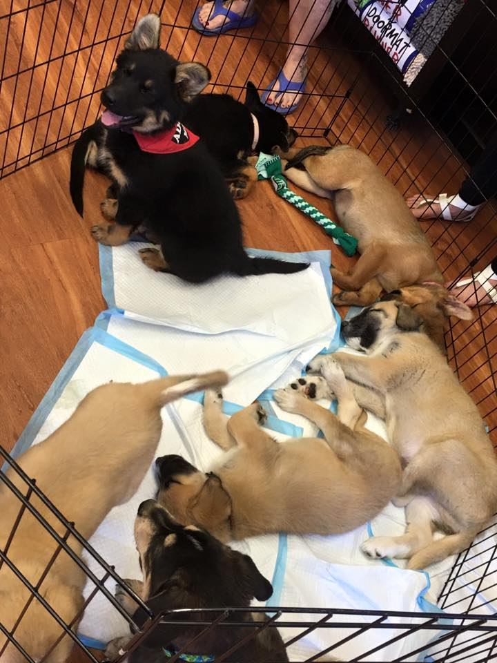 Pet Valu Find Our Business