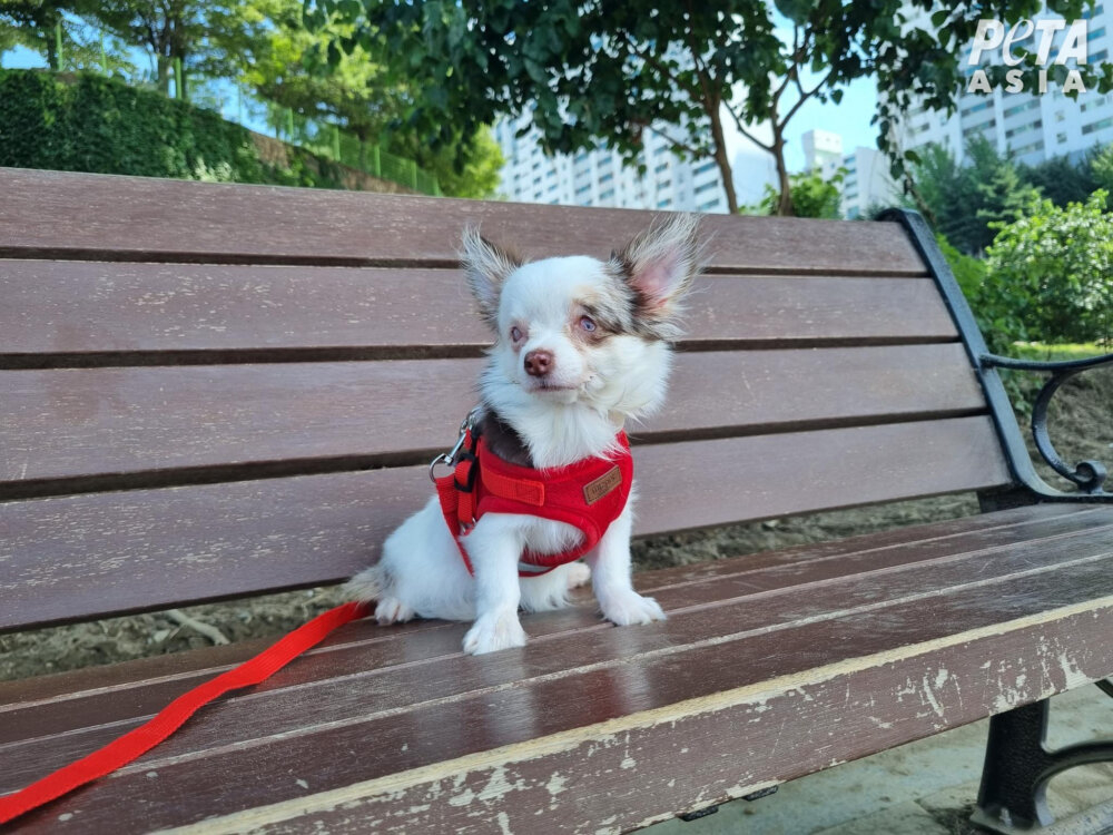 PETA Exposes Nightmare Puppy Mills In South Korea News PETA Australia