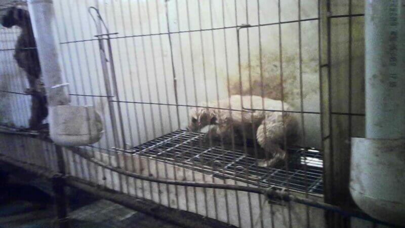 PETA Exposes Nightmare Puppy Mills In South Korea News PETA Australia