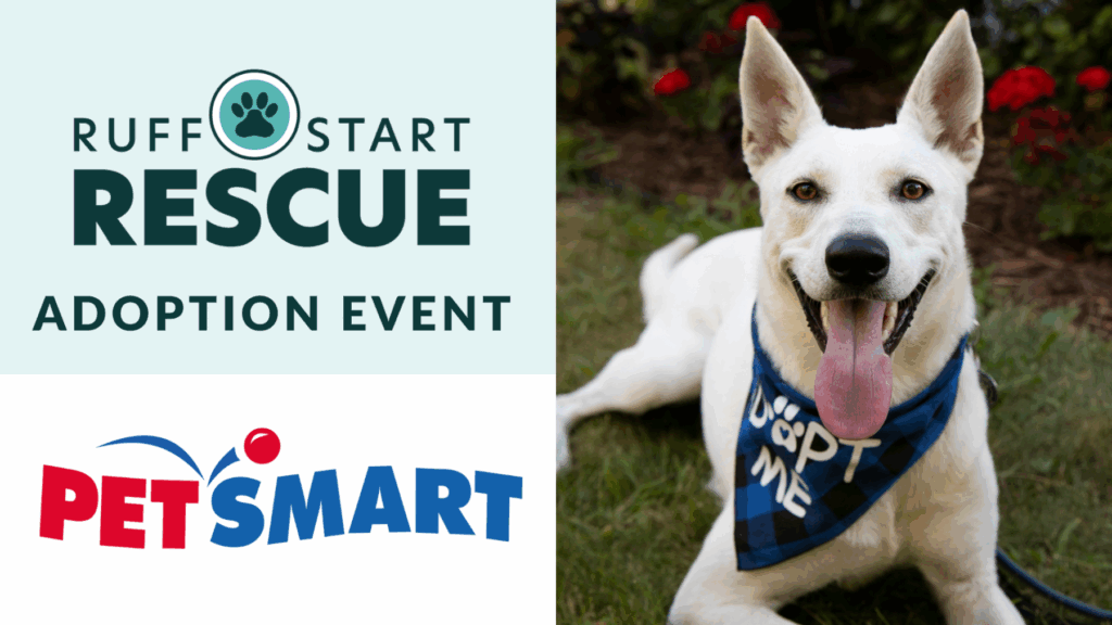 Petsmart Adoption Day 2024 Calendar Tani Pauline