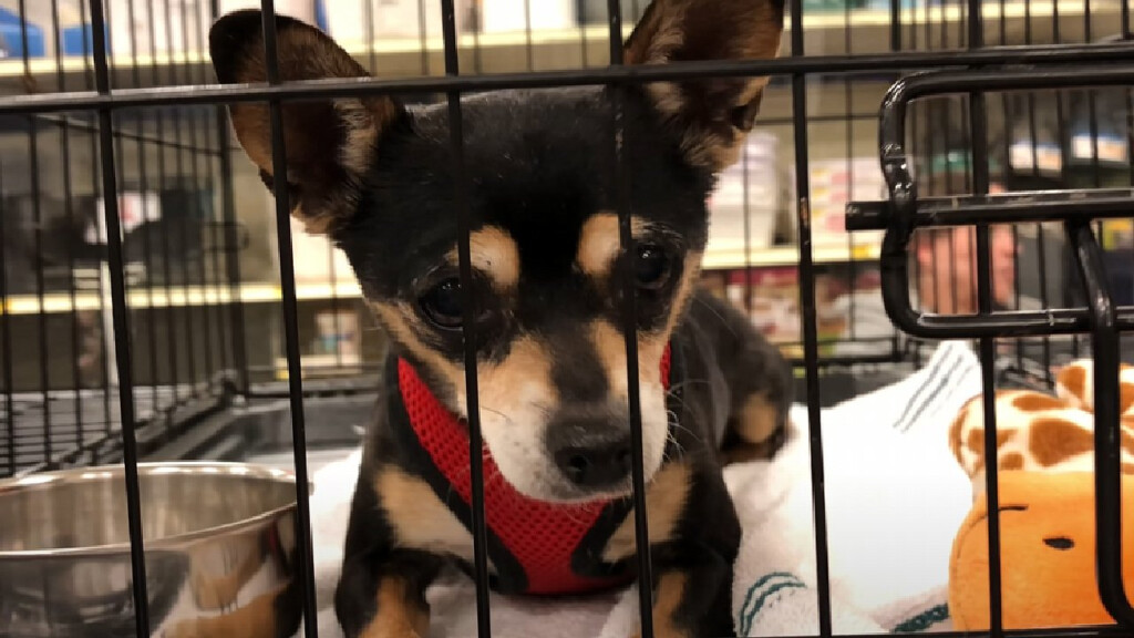 PetSmart Dog Adoption Weekend Coouge