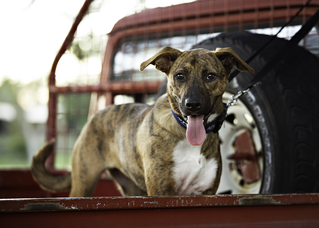 PETstock 2018 PetRescue Calendar My Pets