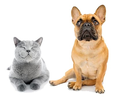 RACQ Pet Insurance Product Case Study 4impact