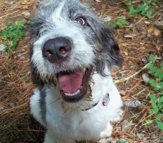 Raleigh Pet Sitters In Raleigh NC Pet Sitters Raleigh Nc Submissive 