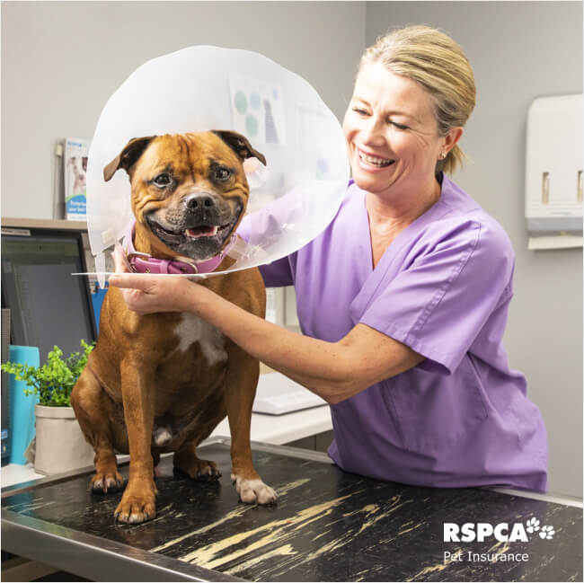 RSPCA Pet Insurance Review 2023 All You Need To Know PawInsure 