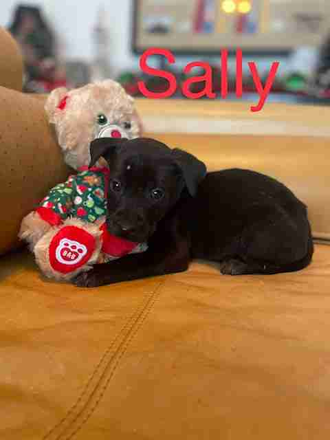 Sally Beaumont Pets Alive