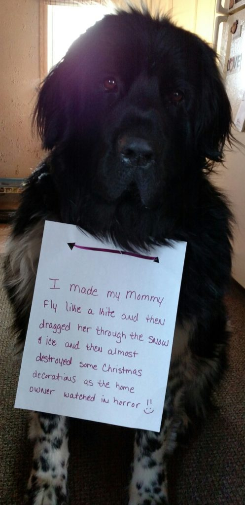 Shame Your Pet Dog Shaming Cat Shaming Shame Your Pet Page 5