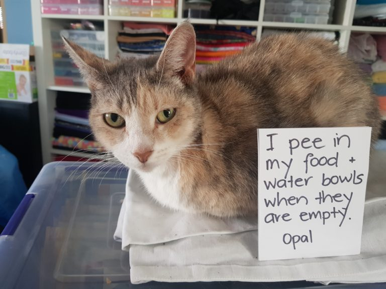 Shame Your Pet Dog Shaming Cat Shaming Shame Your Pet Page 5