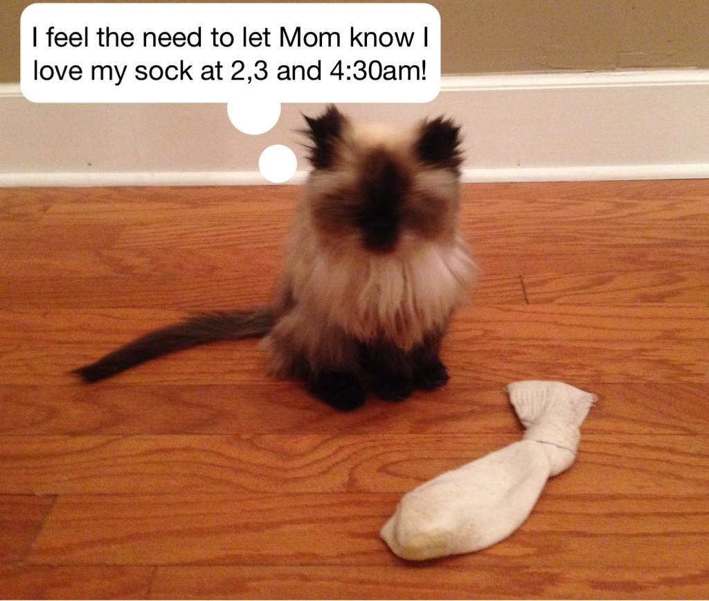 Shame Your Pet Dog Shaming Cat Shaming Shame Your Pet Page 8