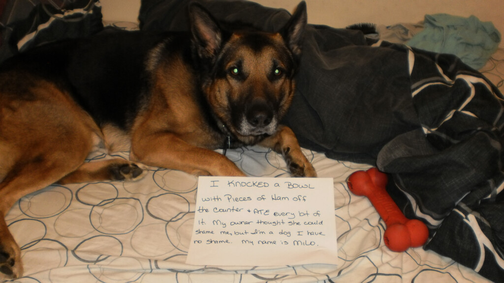 Shame Your Pet Dog Shaming Cat Shaming Shame Your Pet Page 8