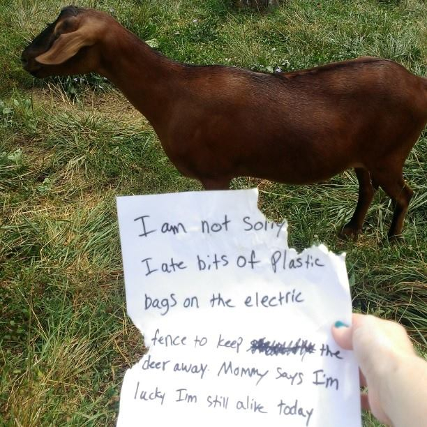 Shame Your Pet Dog Shaming Cat Shaming Shame Your Pet Page 8