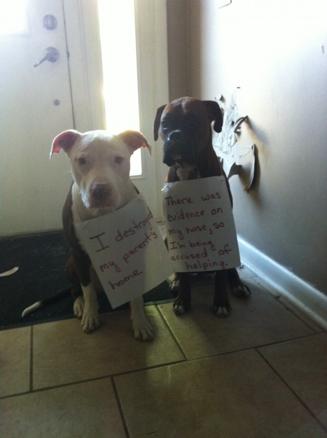 Shame Your Pet Dog Shaming Cat Shaming Shame Your Pet