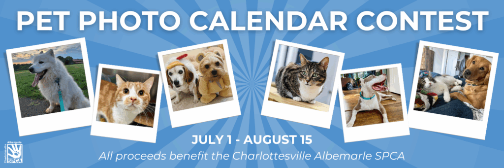 Spca 2025 Calendar Competition Daniel Harris