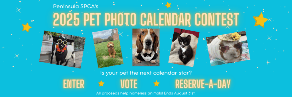 Spca 2025 Calendar Competition Daniel Harris