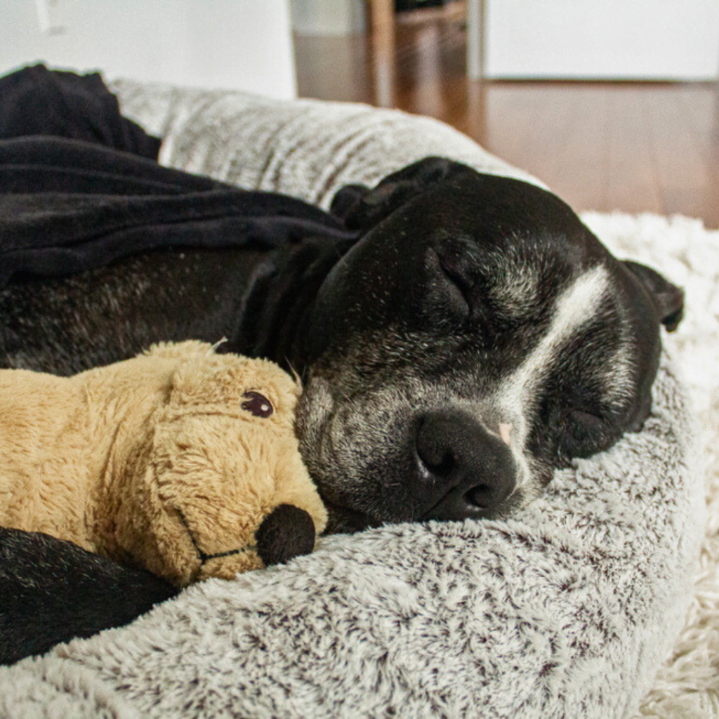 Spca 2025 Calendar Competition Daniel Harris