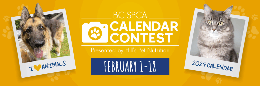 Spca 2025 Calendar Competition Dannie Querida