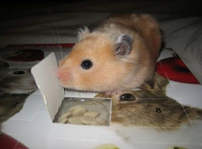 The Hamster Advent Calendar Hamster Central