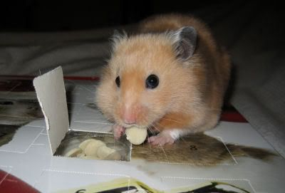 The Hamster Advent Calendar Hamster Central
