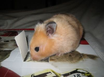 The Hamster Advent Calendar Hamster Central