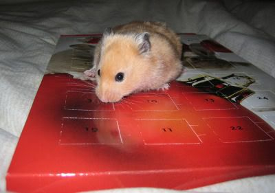 The Hamster Advent Calendar Hamster Central