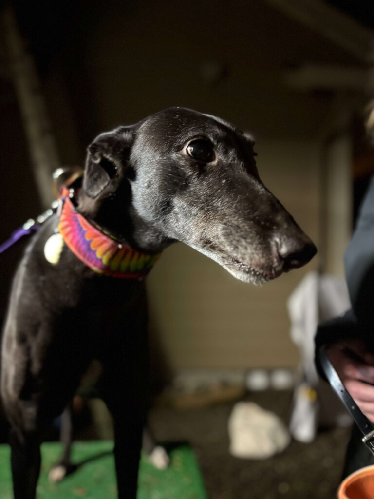 Vixen Greyhound Pet Adoption Northwest