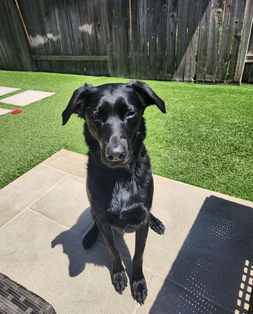 Vote For Max Operation Pets Alive 2025 Calendar Contest