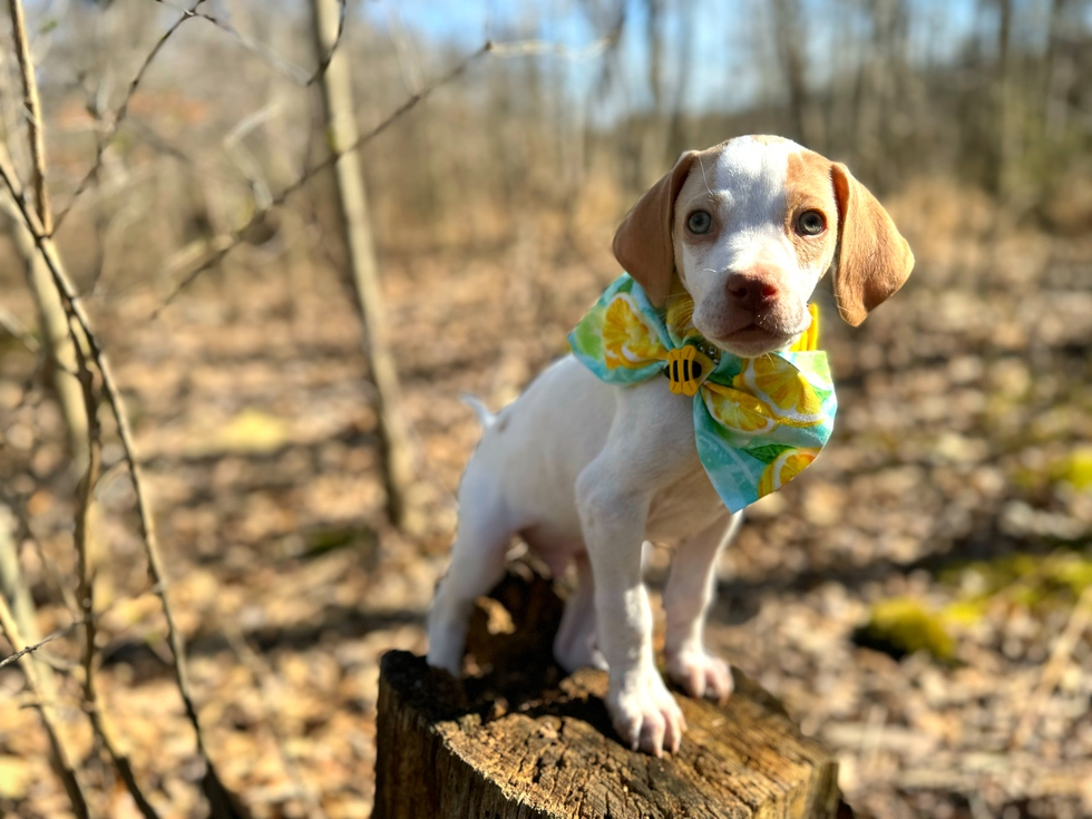 Vote For Sprout Pets Alive Niagara 2025 Calendar Contest