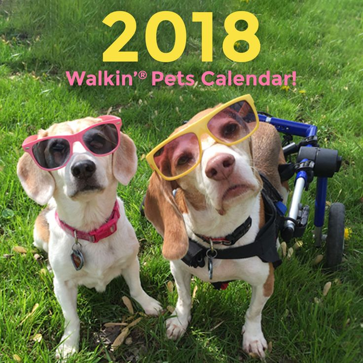 Walkin Pets Calendar Contest Printable Word Searches