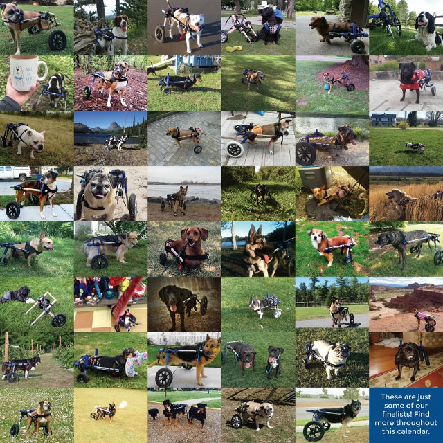 Walkin Pets Calendar Contest Printable Word Searches