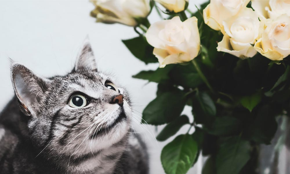 2023 Pet Holidays Calendar