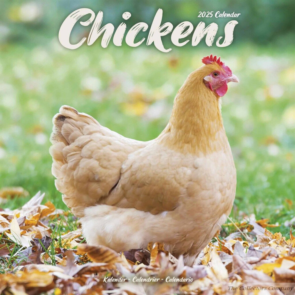 2025 Wall Calendar Chickens Calendar Mariah Joy