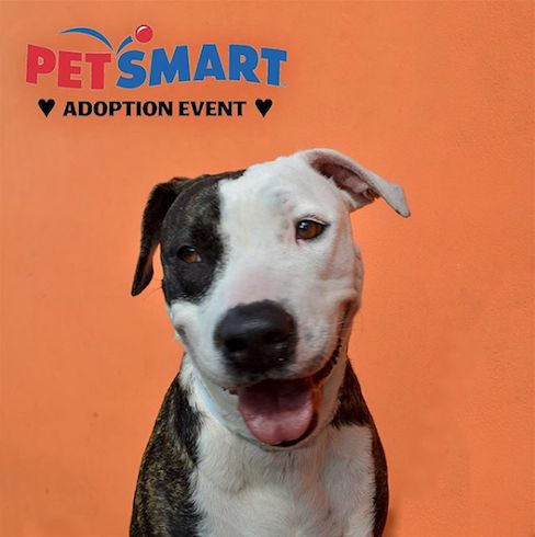 A Black And White Dog Sitting In Front Of An Orange Wall With The Words 