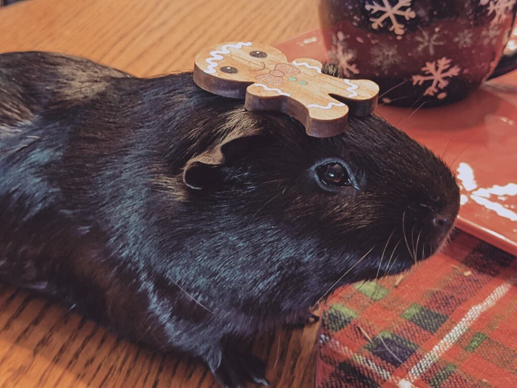 Advent Calendar For Guinea Pigs Printable Word Searches