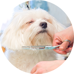 Affordable Vet Lewisville TX Pet Wellness Community Pet Outreach