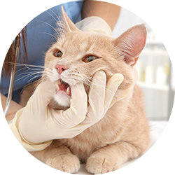 Affordable Vet Lewisville TX Pet Wellness Community Pet Outreach
