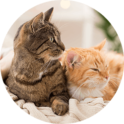 Affordable Vet Lewisville TX Pet Wellness Community Pet Outreach
