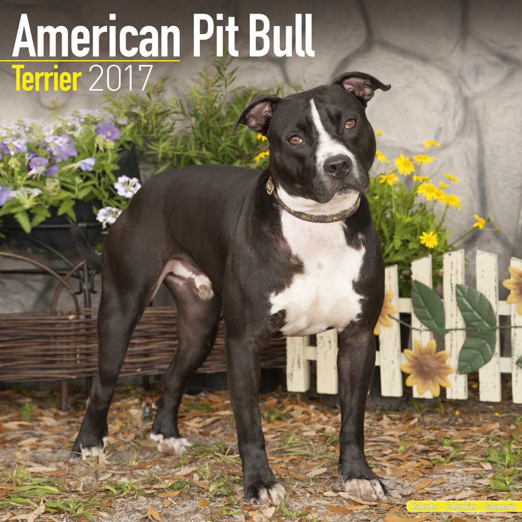 American Pit Bull Terrier Calendar 2017 Pet Prints Inc 