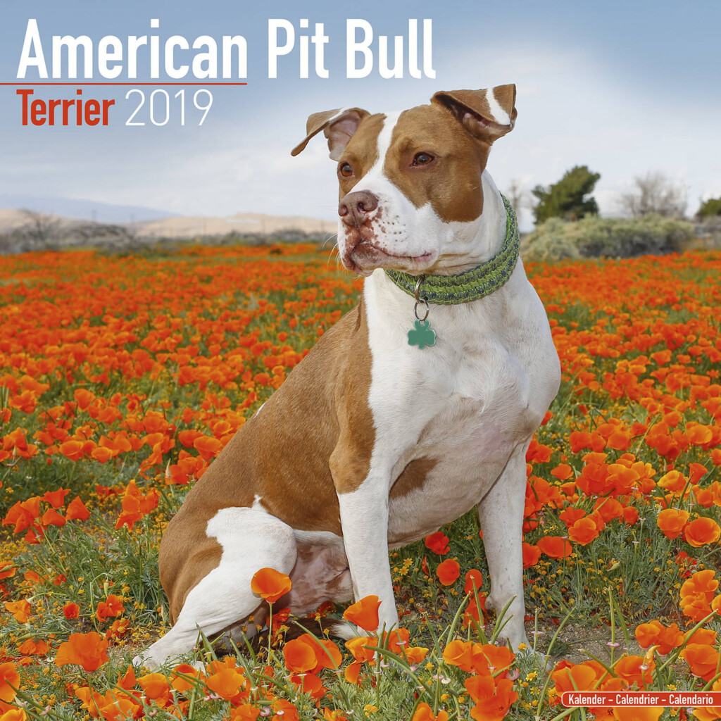 American Pit Bull Terrier Calendar 2019 Pet Prints Inc 