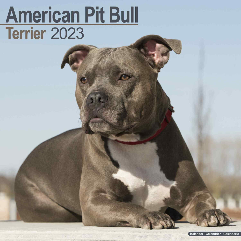 American Pit Bull Terrier Calendar Dog Breed Pet Prints Inc