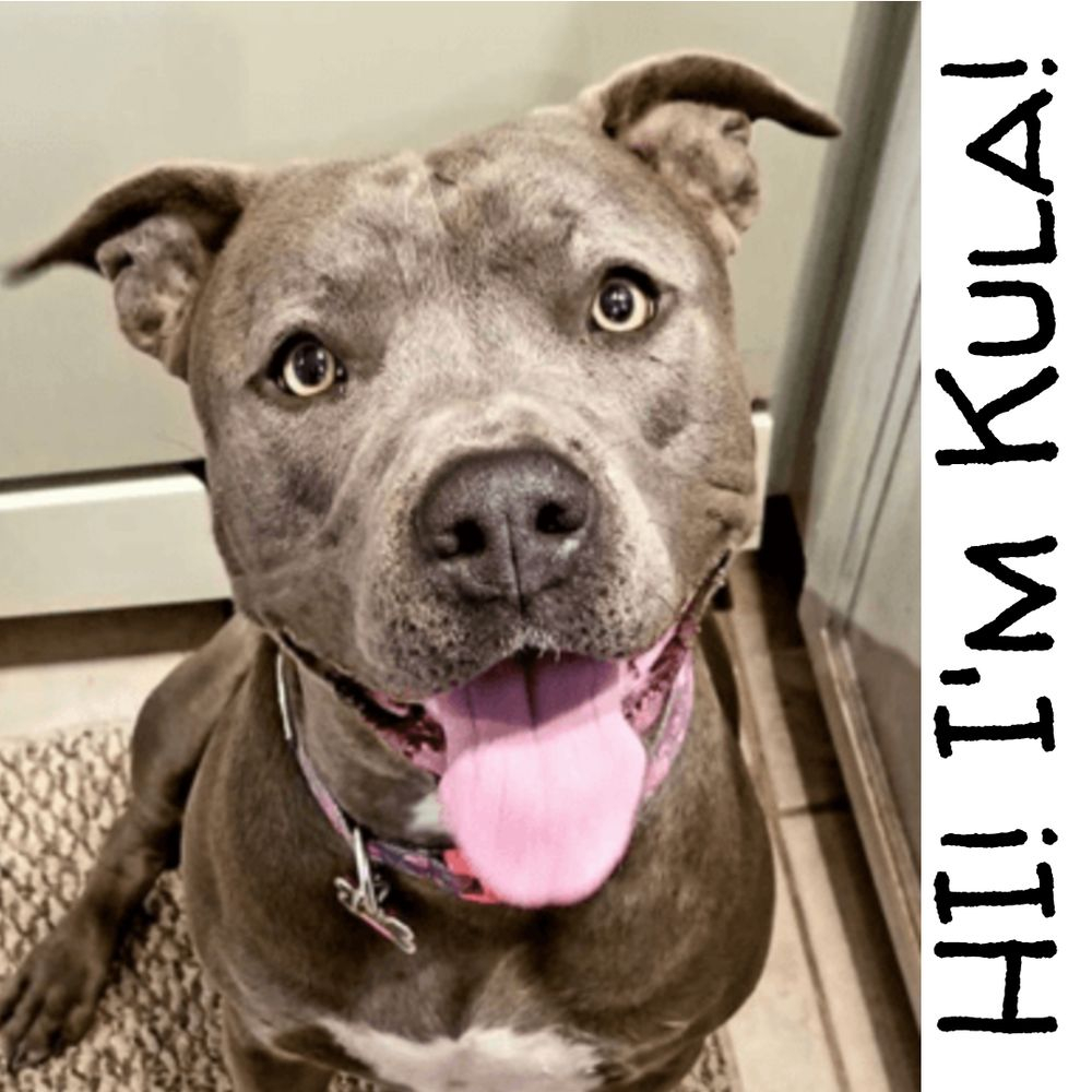 ANTHEM PETS ANIMAL RESCUE Updated November 2024 26 Photos Anthem 