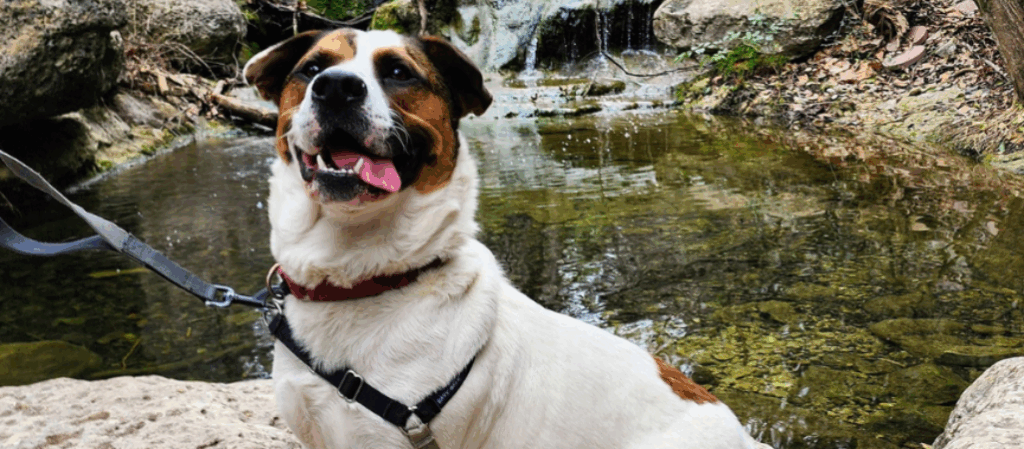 Austin Pets Alive Volunteer Requirements