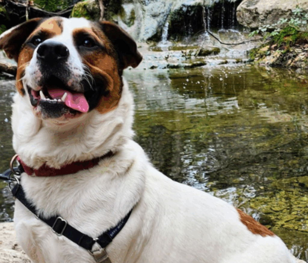 Austin Pets Alive Volunteer Requirements